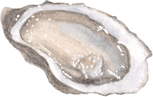 oyster illustration